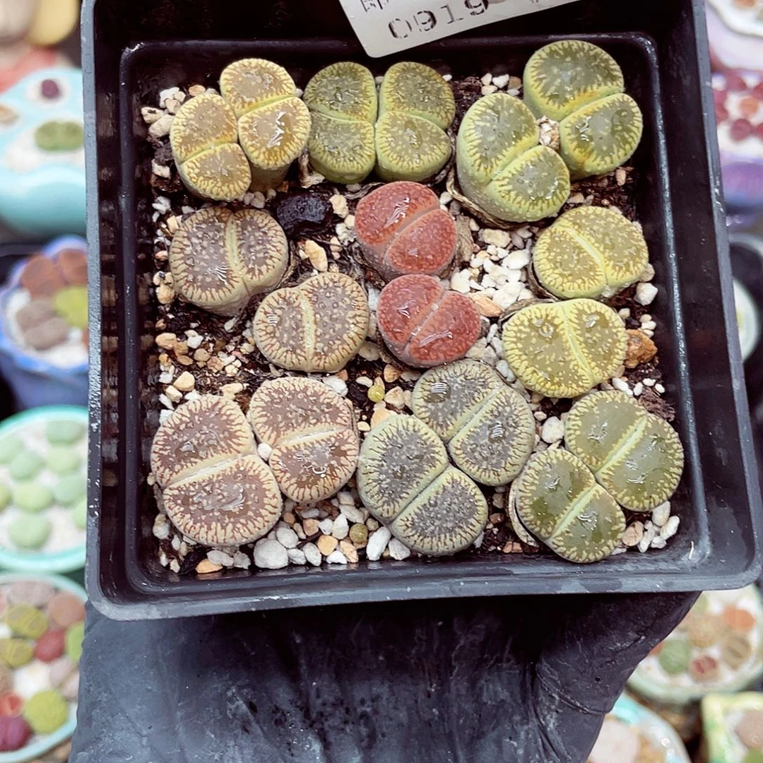生石花18包邮0919-135