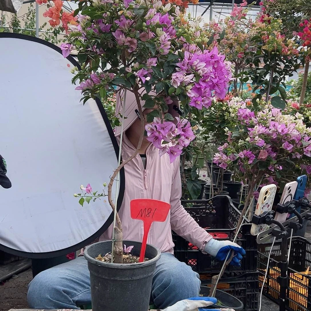 小***儿大部分花苞少量开放M81雪紫