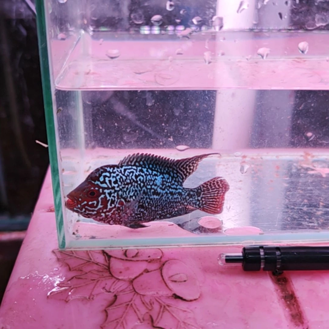 罗汉鱼二楼鱼！！！！！