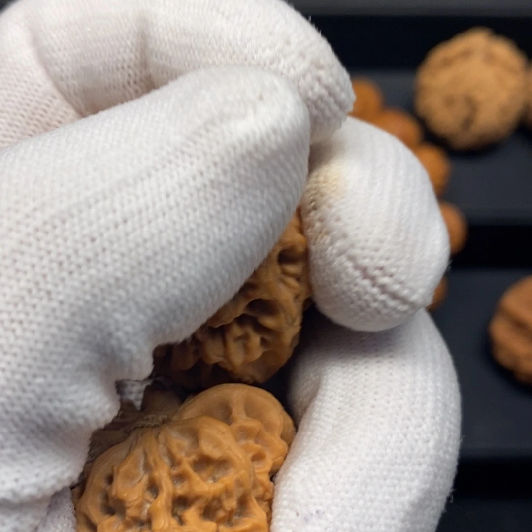 秦岭森林茂密地栖息其中