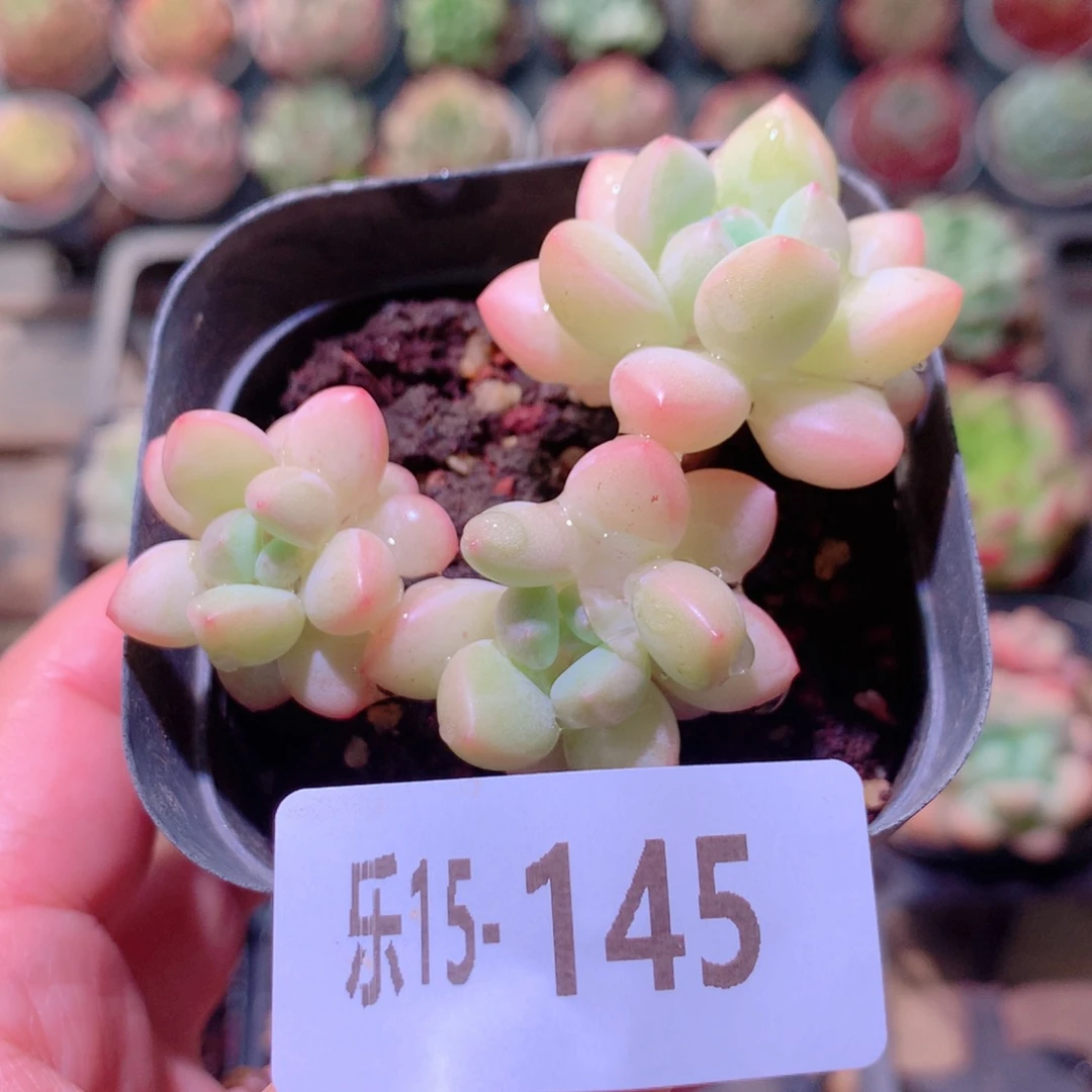 乐然15-145 泡泡糖