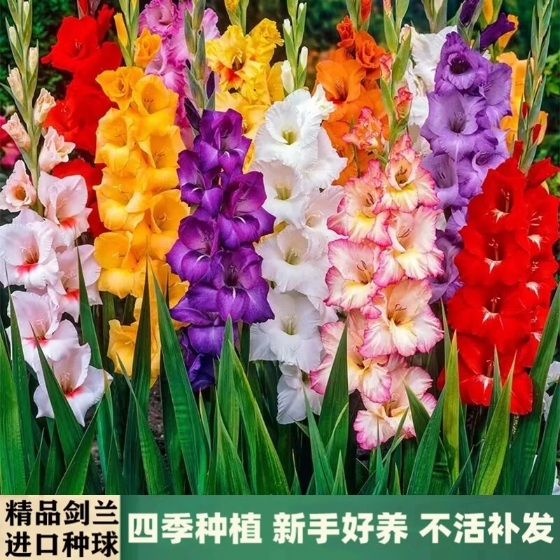 精选剑兰种球阳台观赏十三太保唐菖蒲四季庭院室外耐热易种花球根