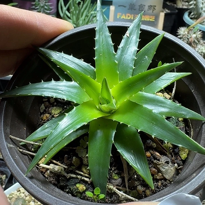 909辉山沙漠凤梨脱土发货一个随机