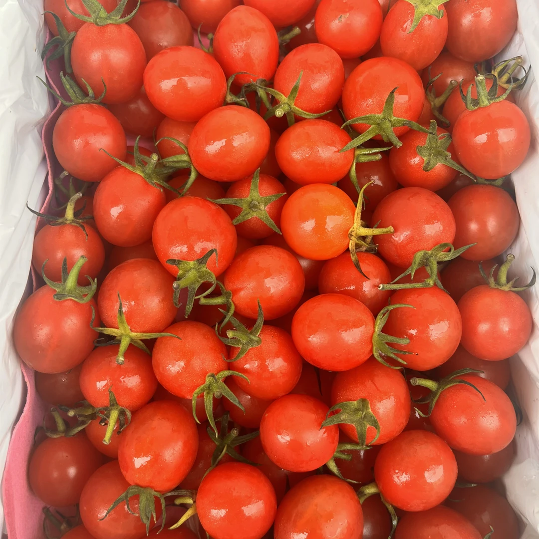 广东电白千禧小番茄脆甜颗颗爆汁2斤一盒