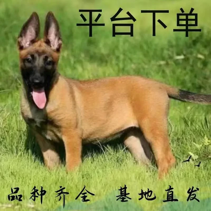 （小李马犬）一物一拍爆红马犬黄马犬活体狗狗