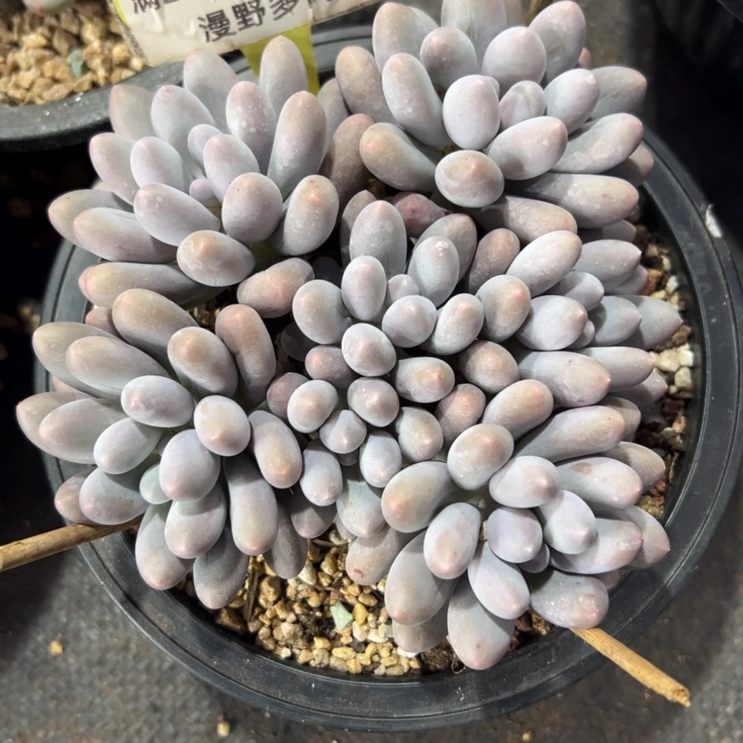 1103027 大叶汤圆群生7头