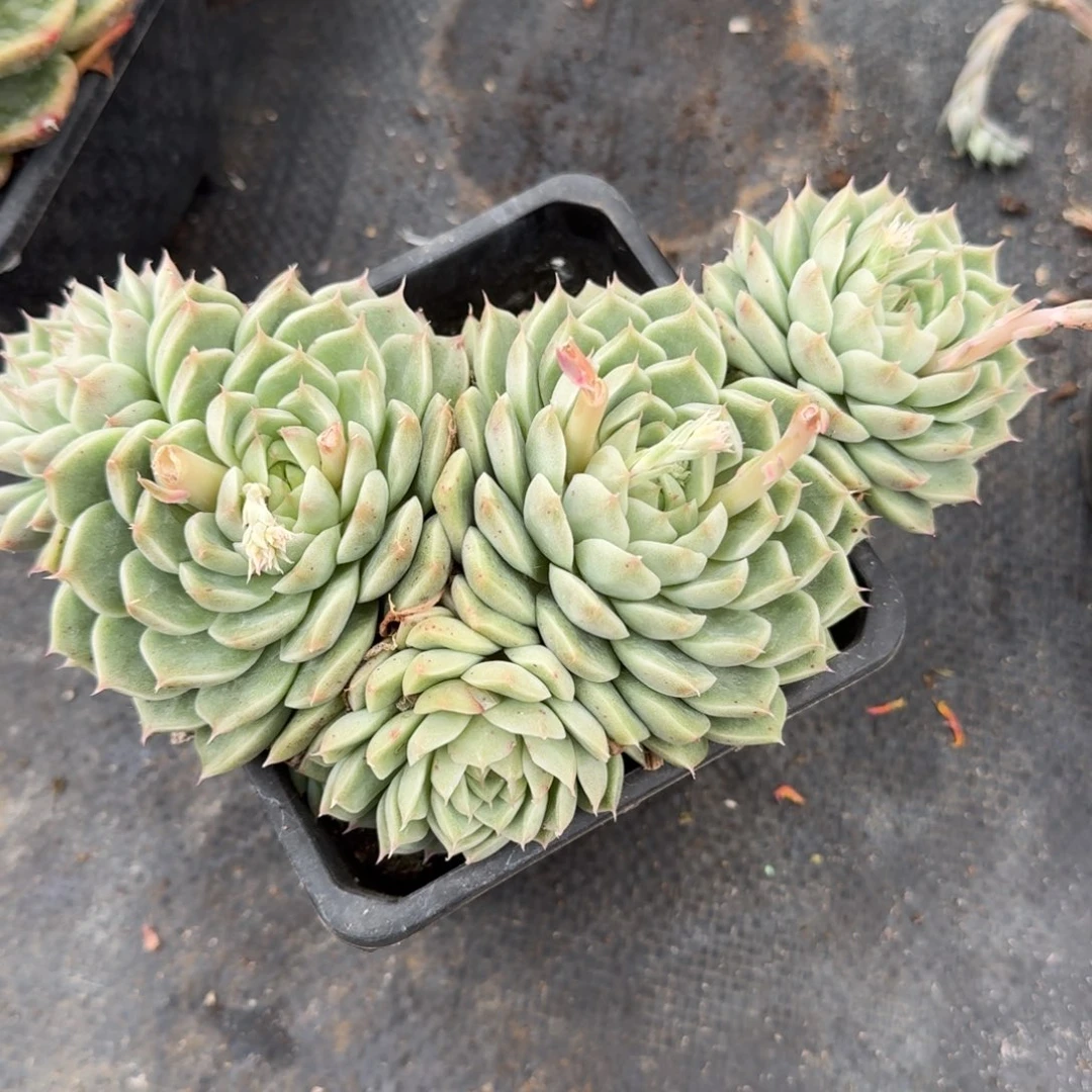 多肉杂交一物一拍29-80