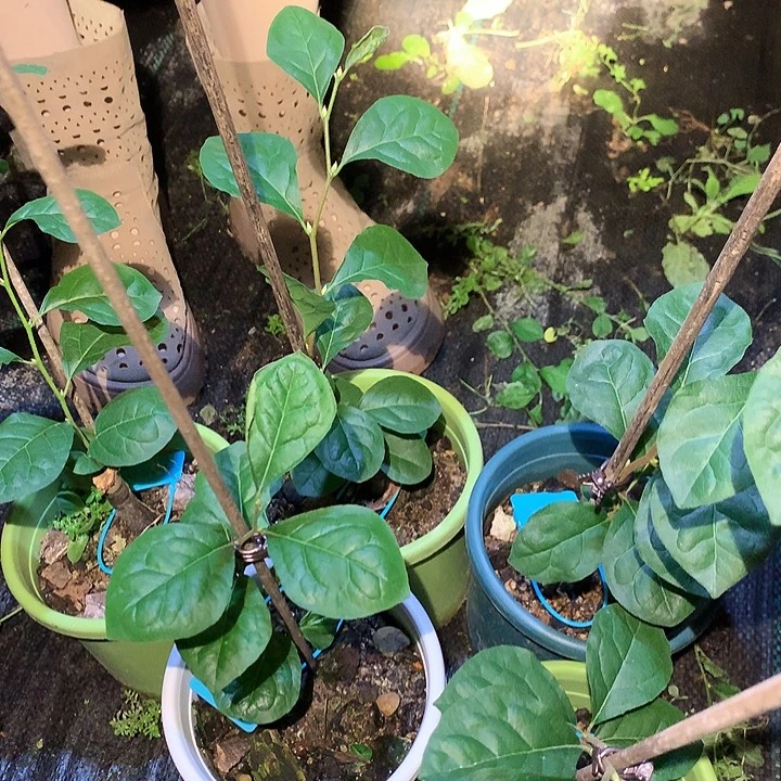 完全开放火龙之心29.8