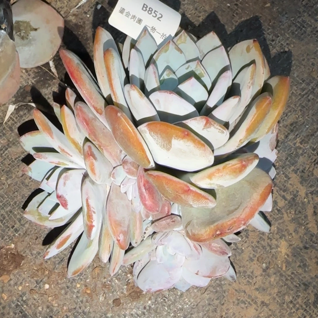 ღ***এB852奶茶多头