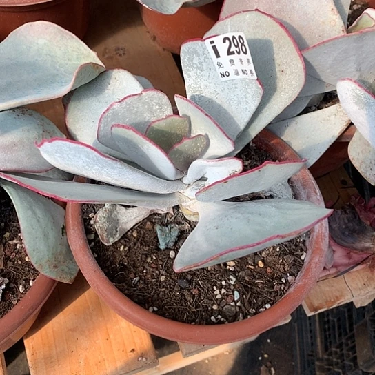 白眉老桩298 亏本处理退款拉黑7-8天发货