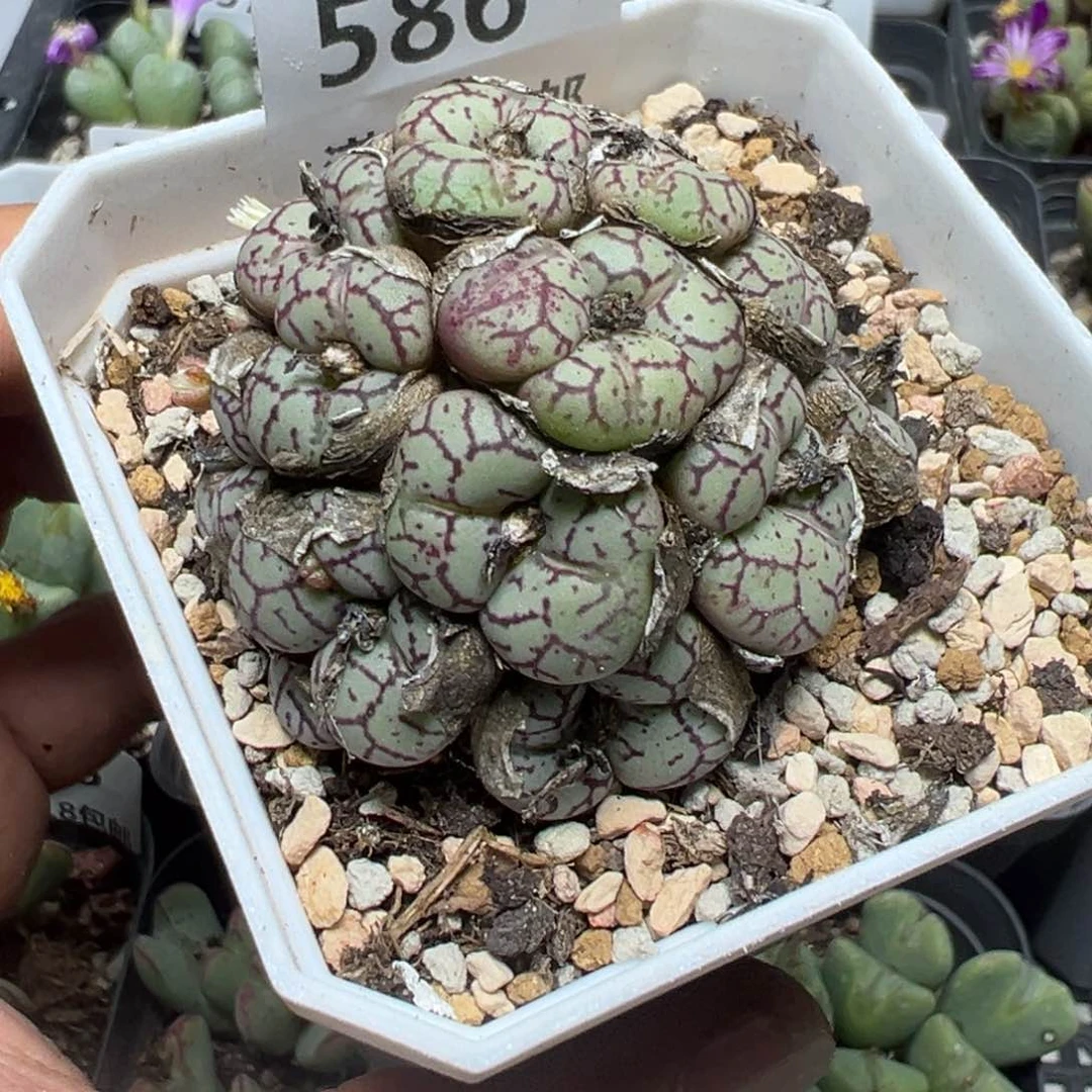 【闪购商品】 586。