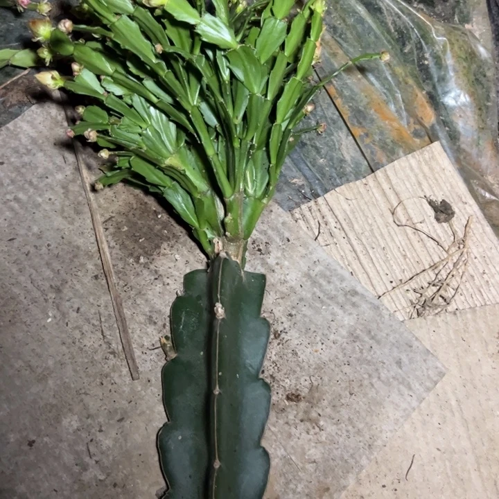 健***乐028嫁接多叶片小破苗一颗加小白药