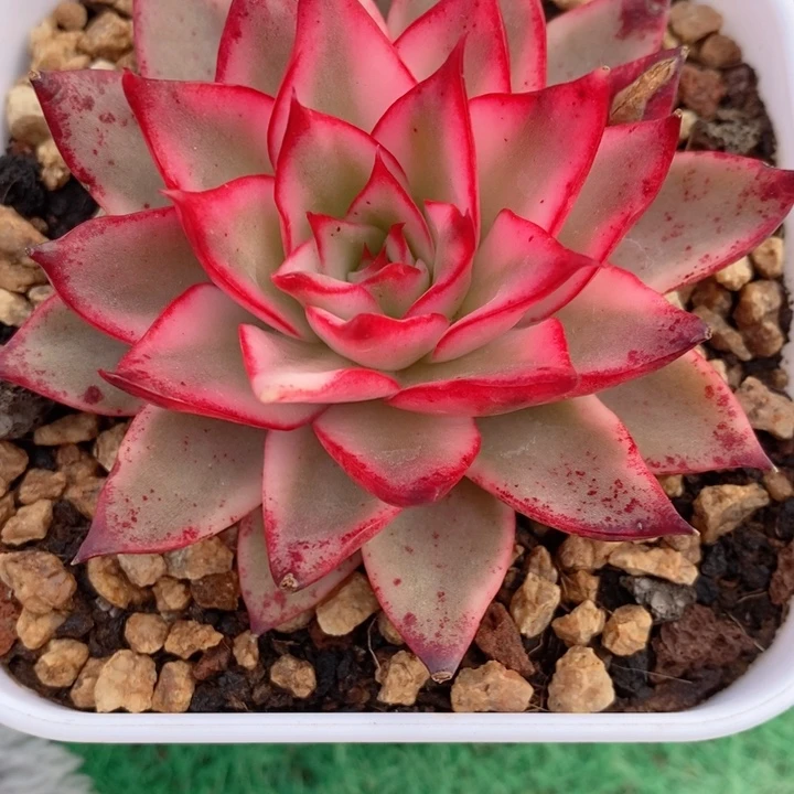 吉赛尔锦多肉锦景天