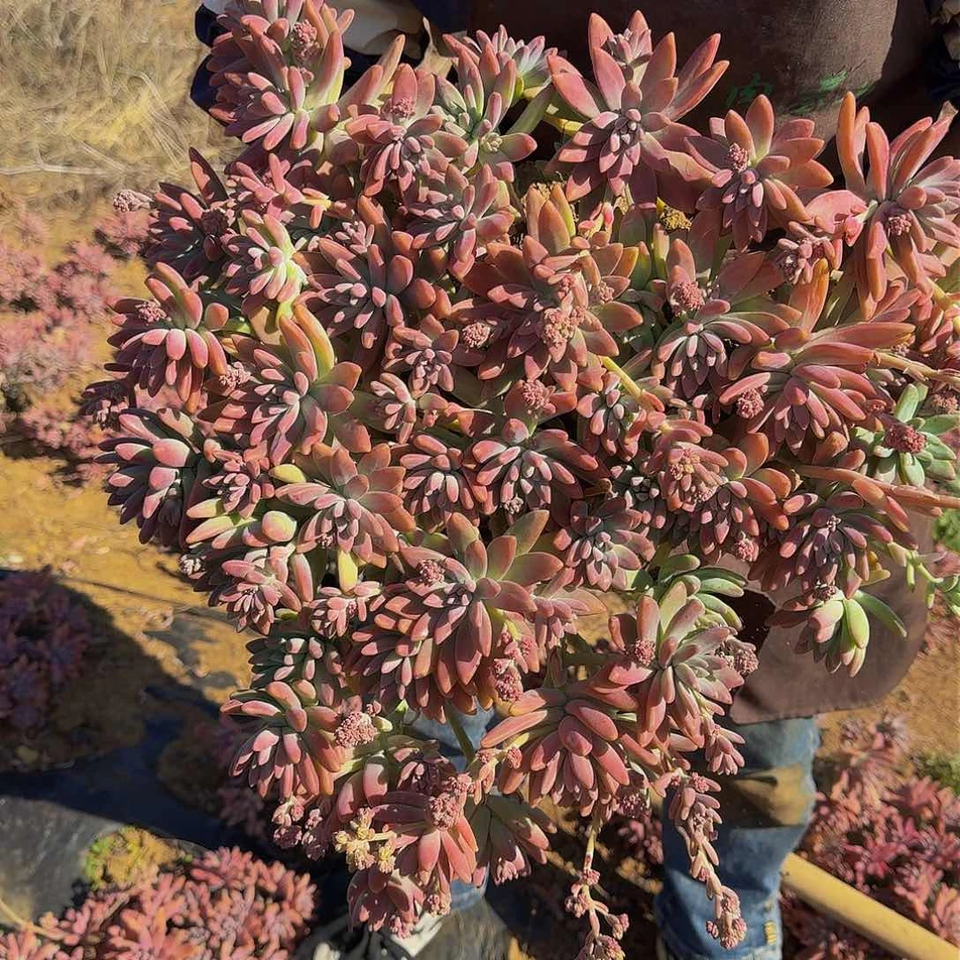 秋丽 一颗 不包损13.8