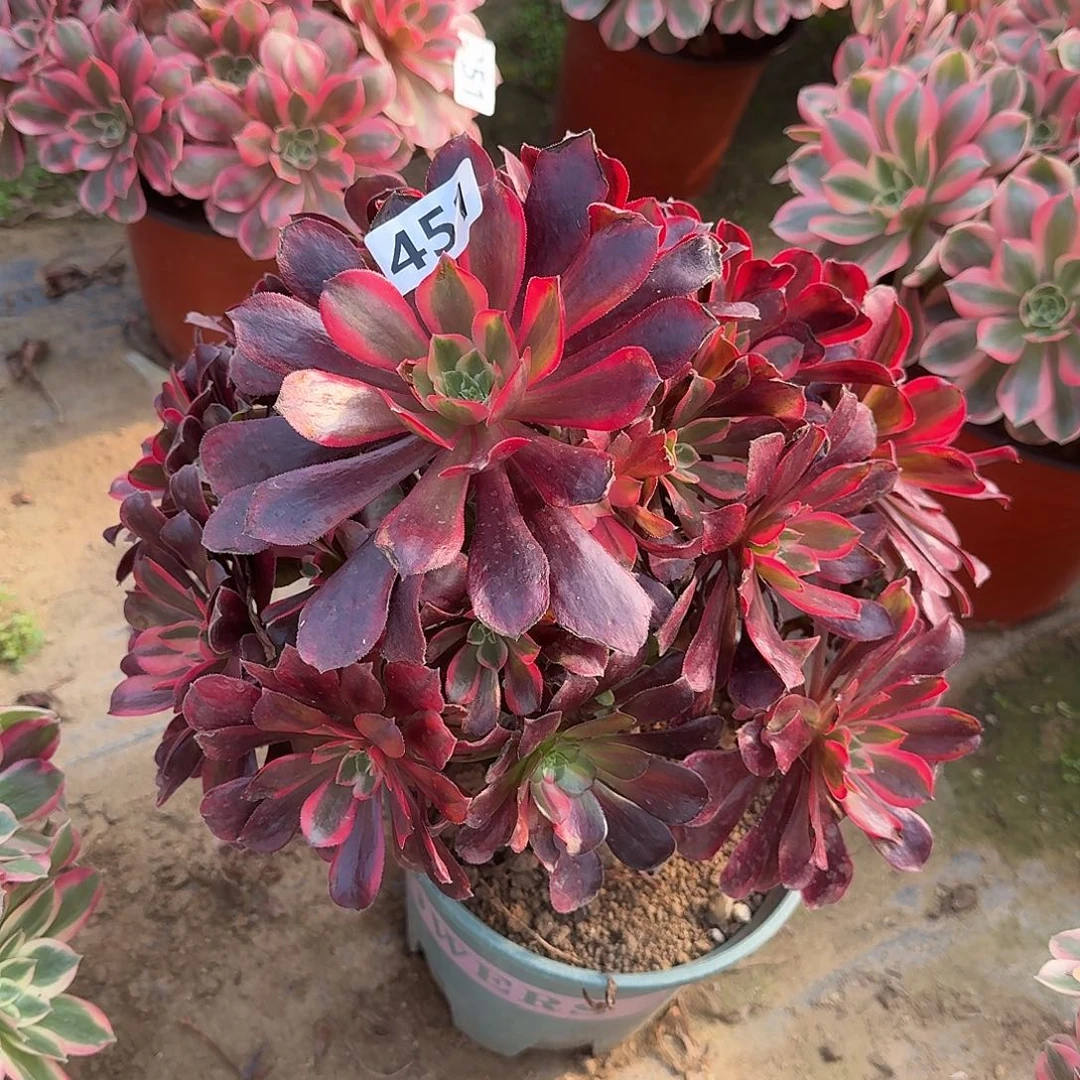 多肉植物蒙娜丽莎451