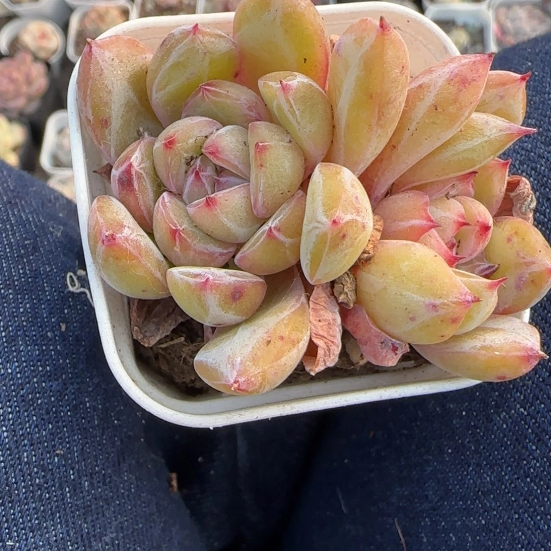 多肉小卡拉米糖心一物一拍