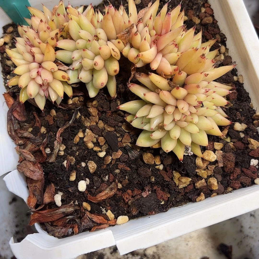 口红缀化锦多肉植物