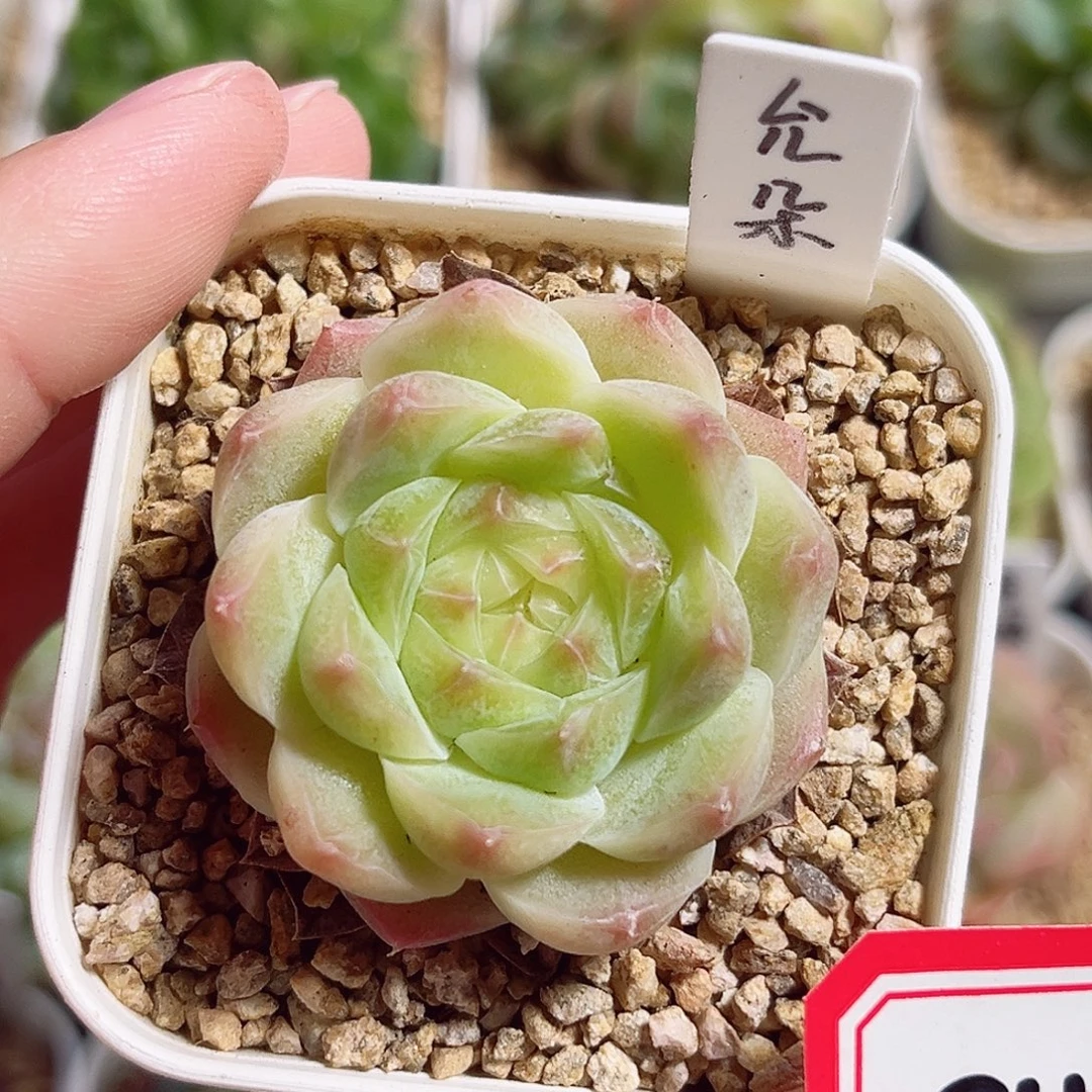 C114 一物一拍 允朵