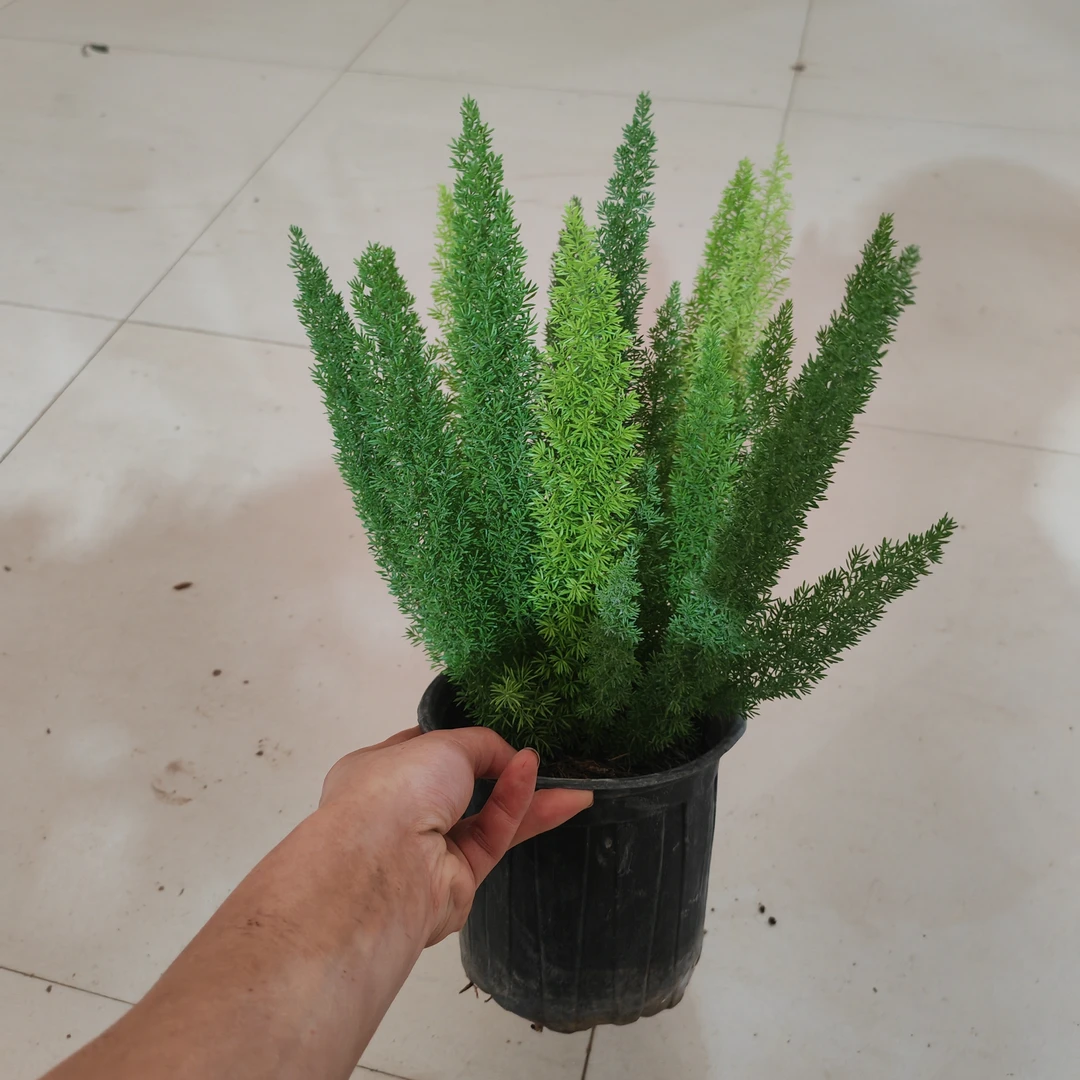 狐尾天门冬盆栽适合庭院阳台种植