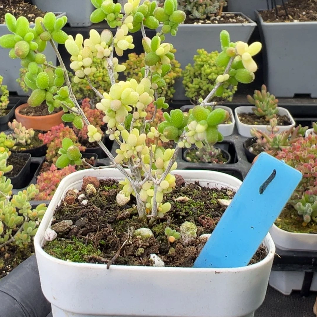 米粒阴阳拉丝锦福利1号