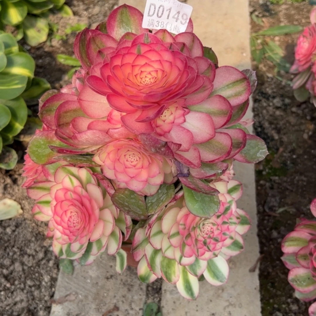【闪购商品】我***~149荔枝多肉