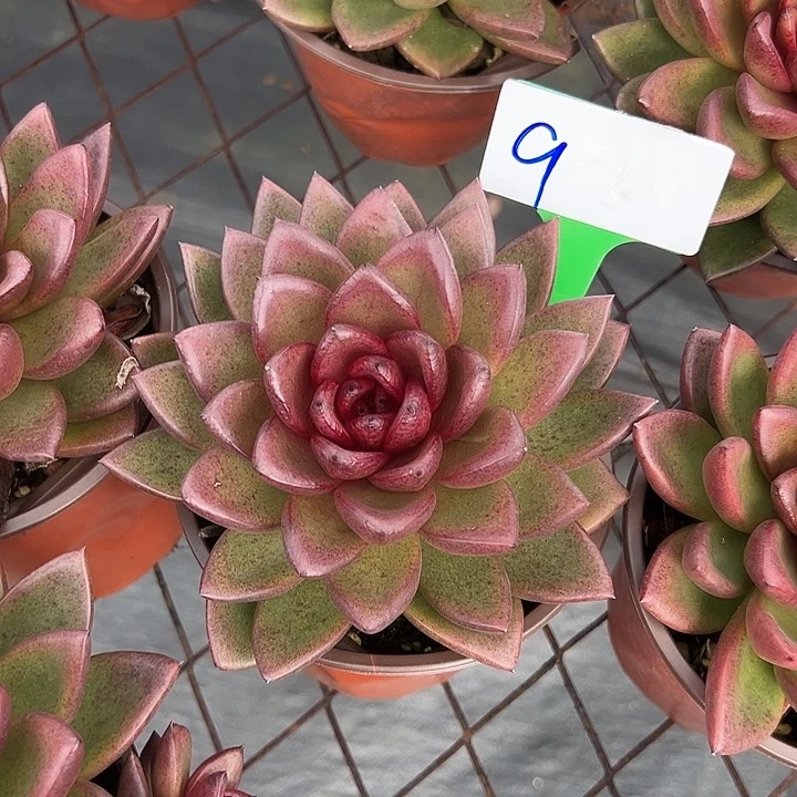 9风佩一个脱土多肉