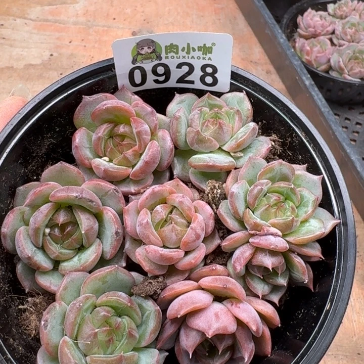 多肉植物多肉植物