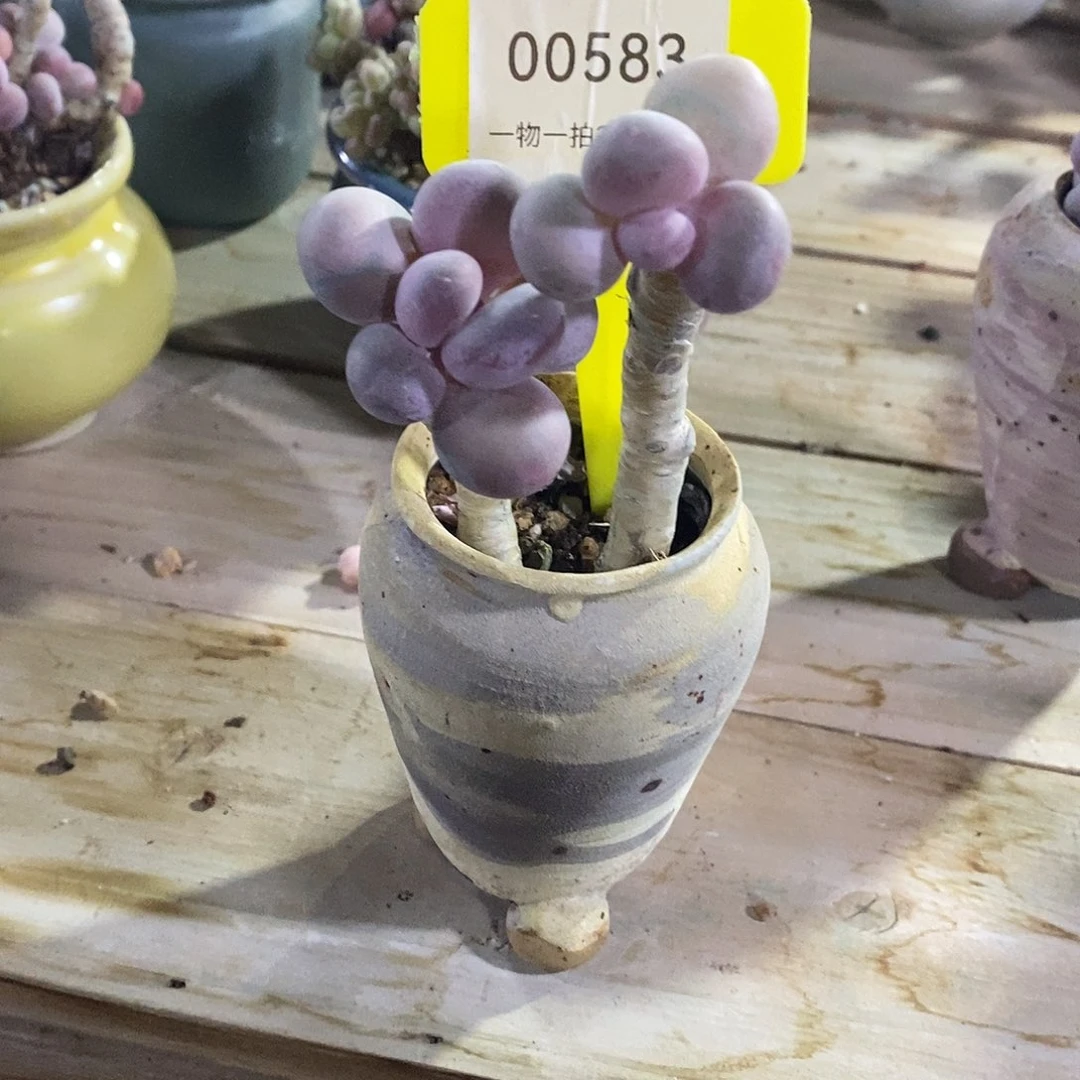 00583测距Tom我哦哦哦