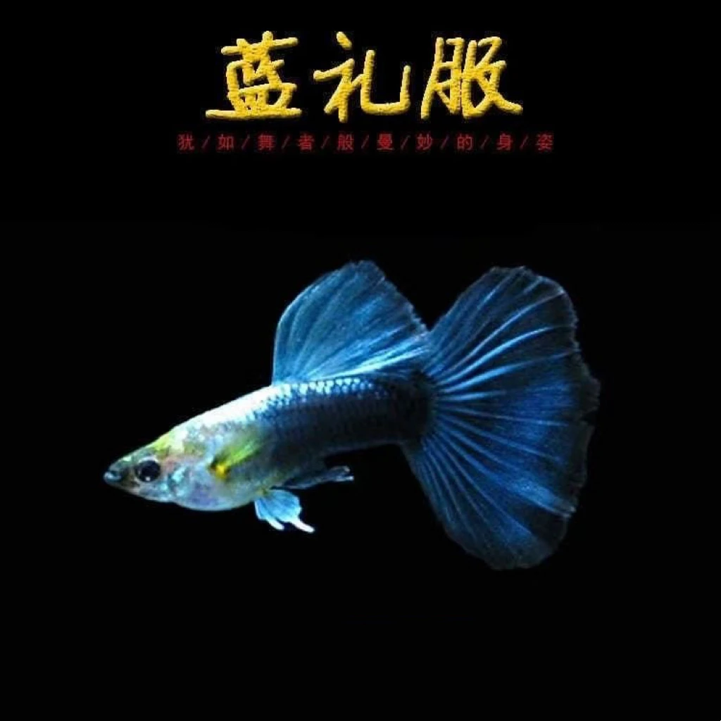 蓝礼服精品孔雀鱼4条鱼+2条鱼路损6条公母搭配3公3母