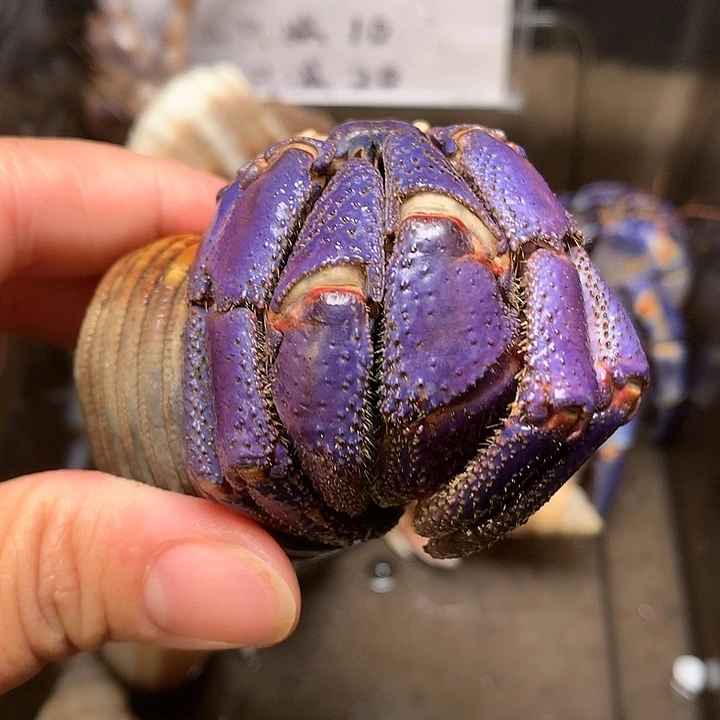 4.1口径奔跑的寄居蟹20号