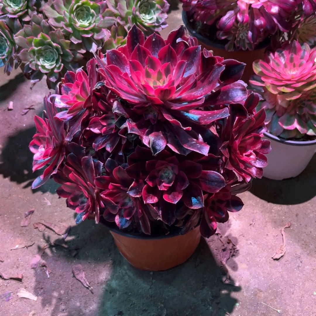 多肉植物美杜莎866