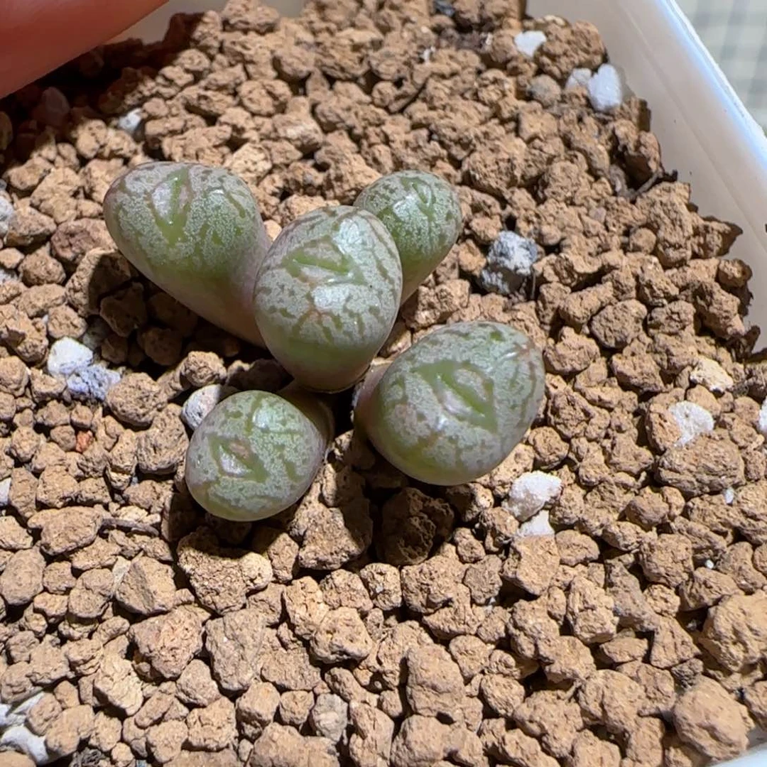 肉锥多肉植物组合-杂交198