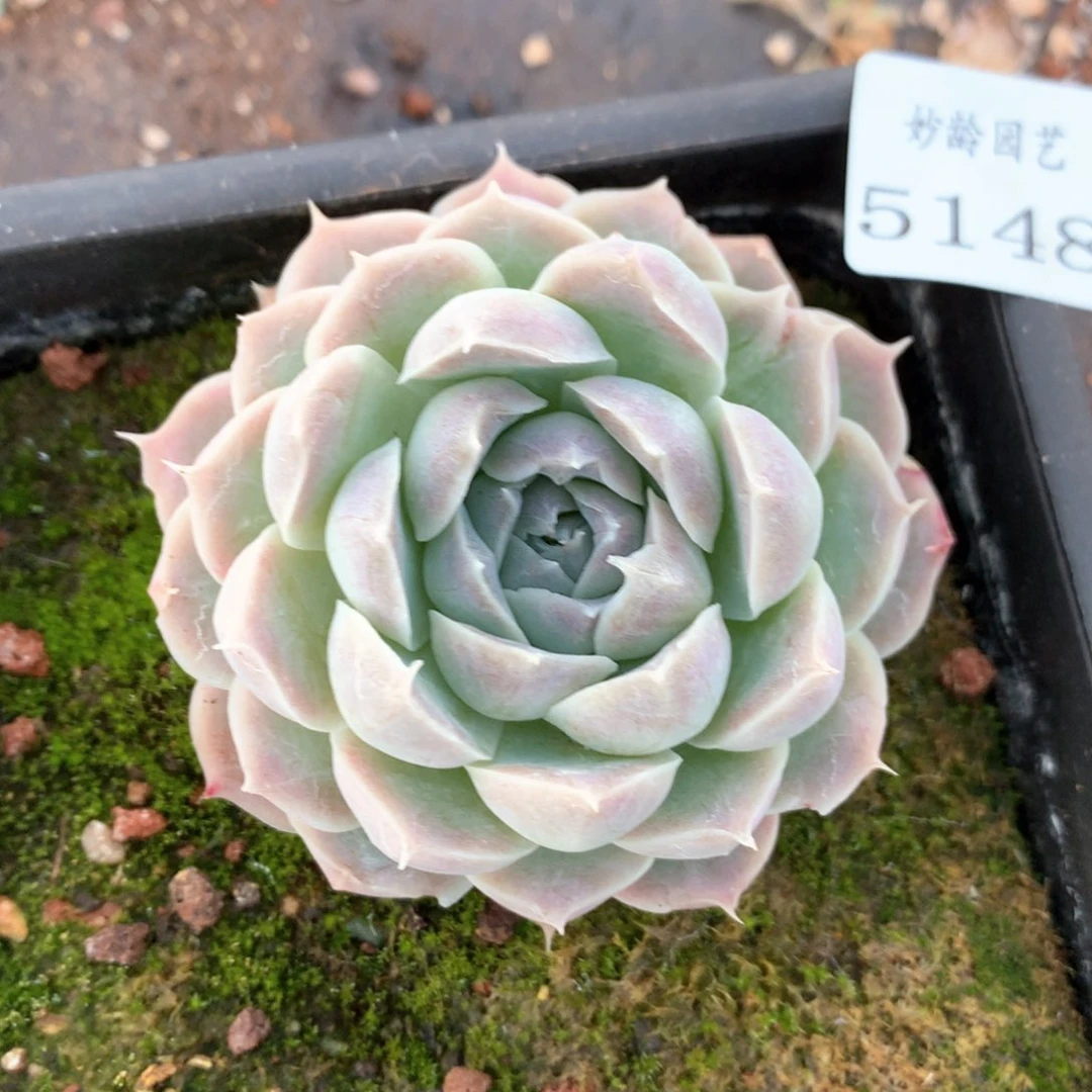 5148杂交多肉植物