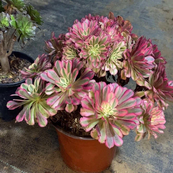 红桐白多肉植物45。