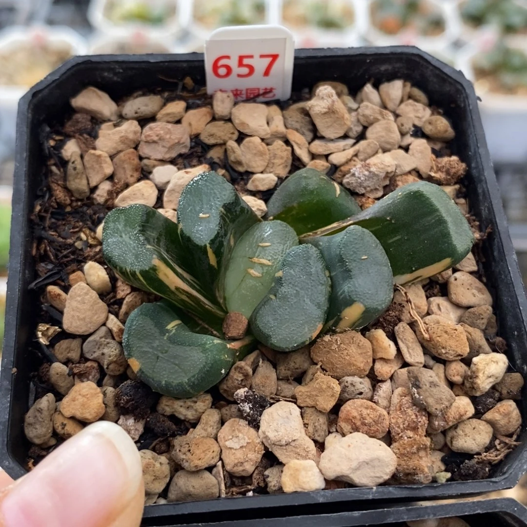 657大明湖万象锦一物一图