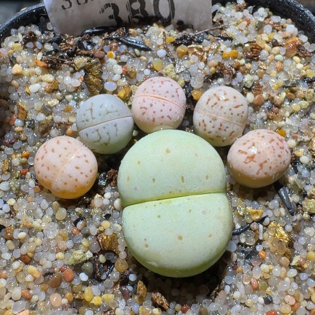 Sssss便宜了好多380