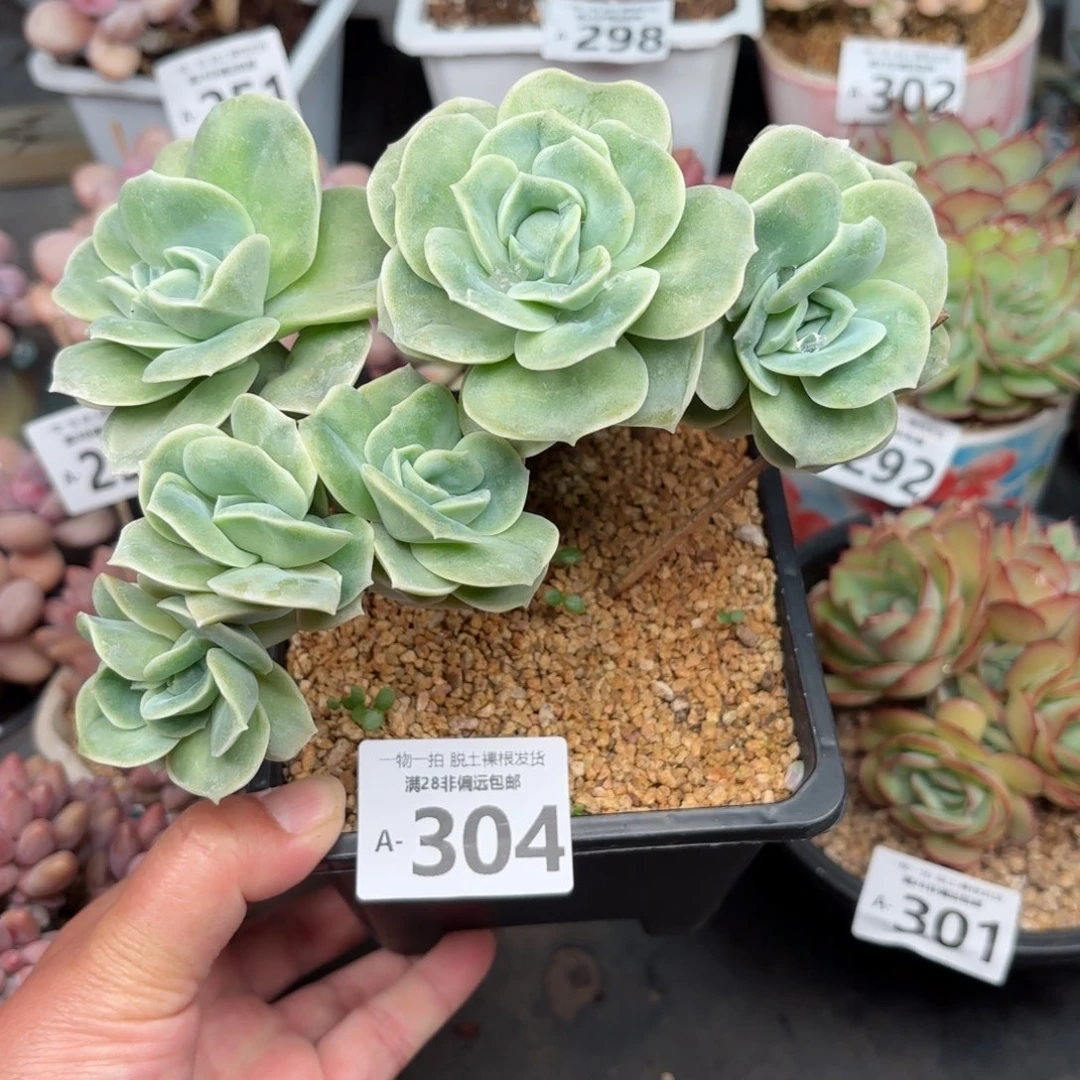 可爱玫瑰缀多肉多肉多