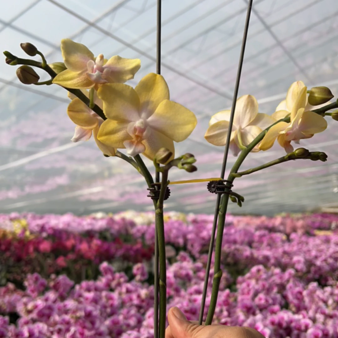 【柠檬博格丽】3.0寸 带花带花苞