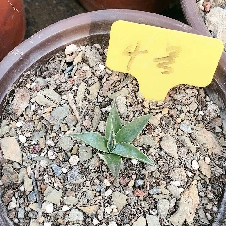 【闪购商品】无花朵龙舌兰Eb 妖炎