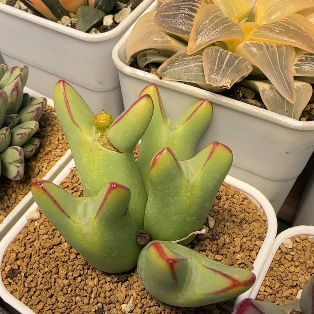 贵花别梦多肉植物百科