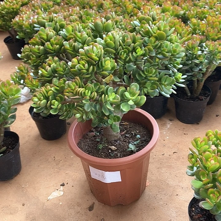 大棵摇钱树多肉植物脱盆土发货