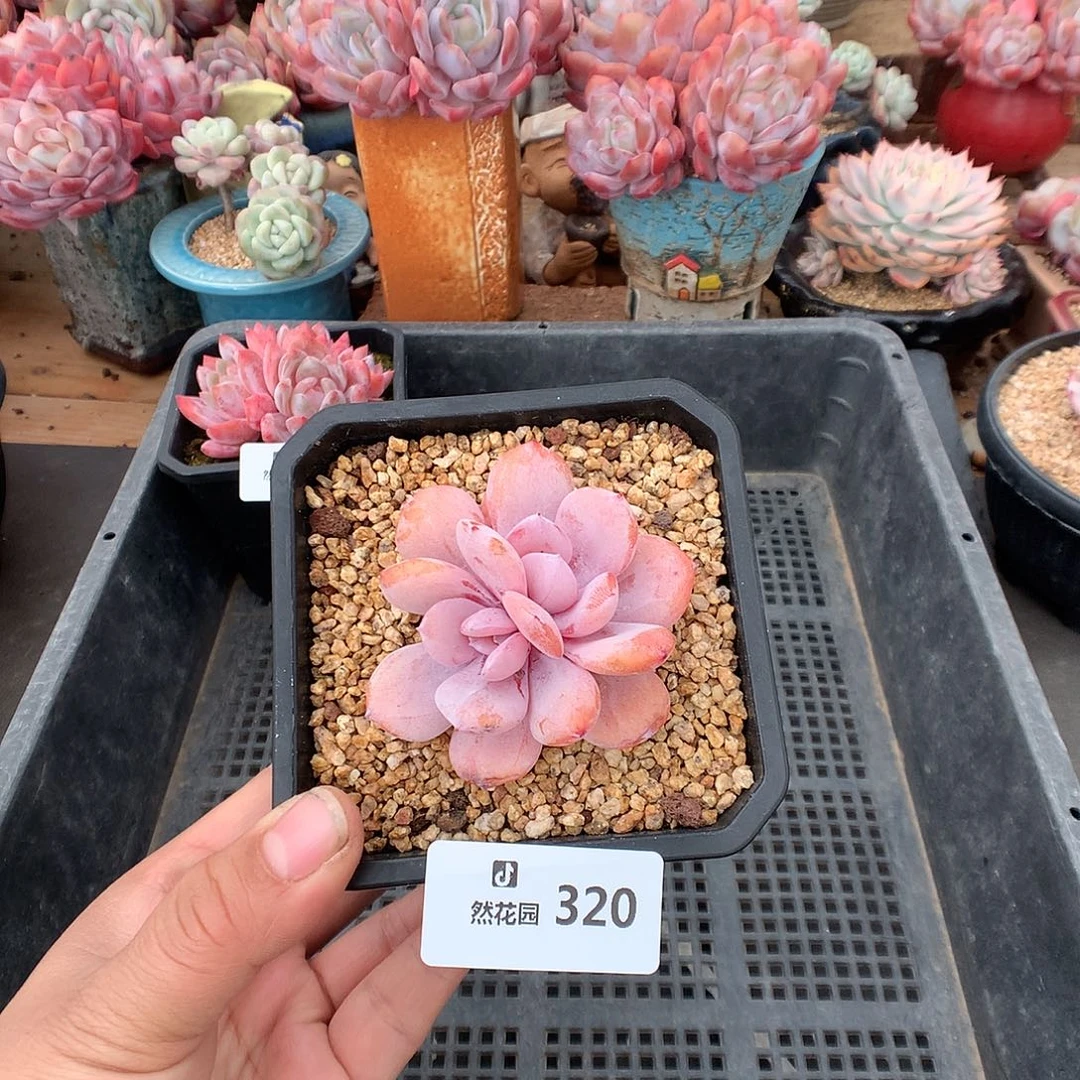 320奶茶多肉植物一物一拍