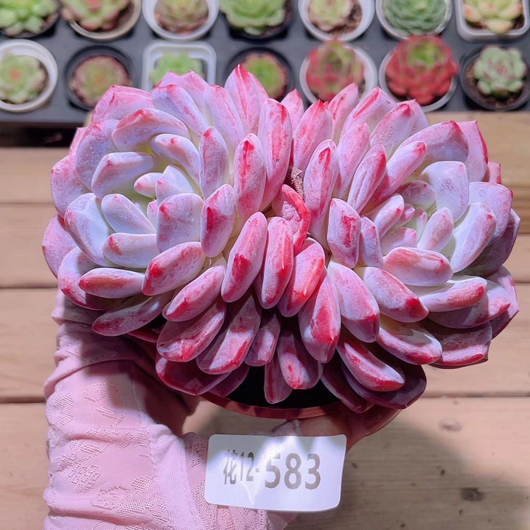 花利美12-583橙梦露