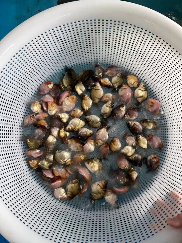 福利鱼苗非偏远地区顺丰包邮 玛丽泰狮 麒麟短尾狮鱼苗