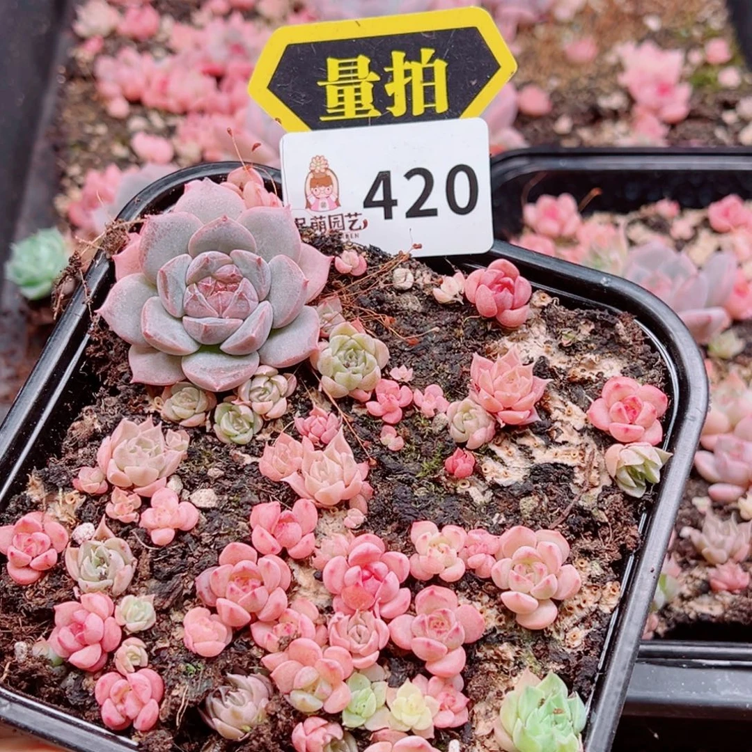 多肉植物多肉植物