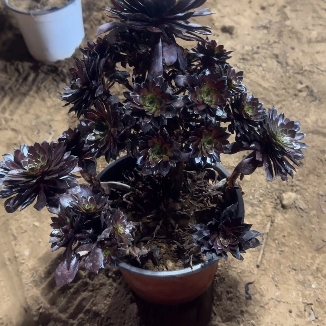 l*何709号黑美人福利不包损