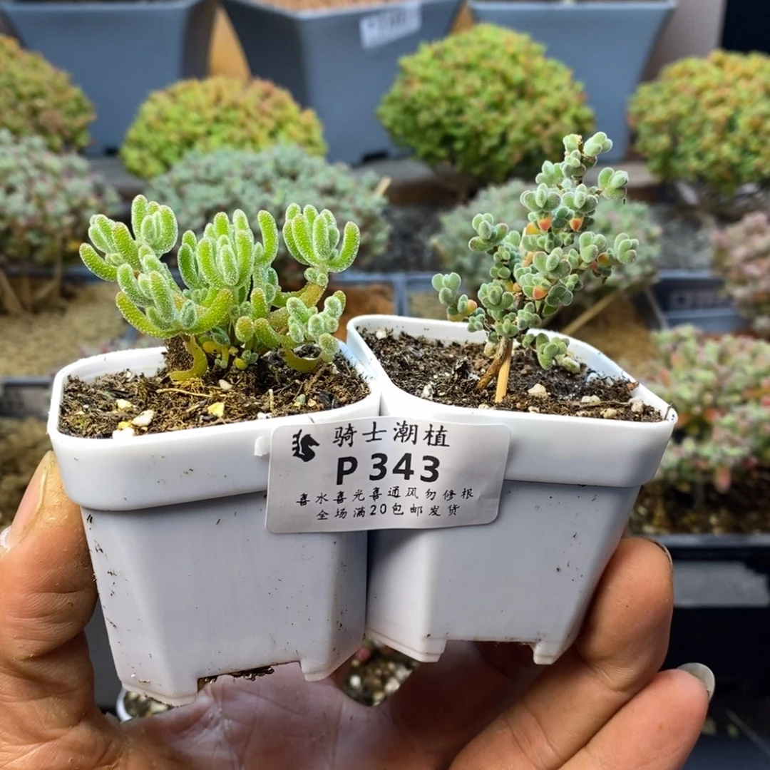 343套餐2颗枝干番杏