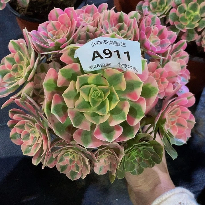 心*911女巫不包生死