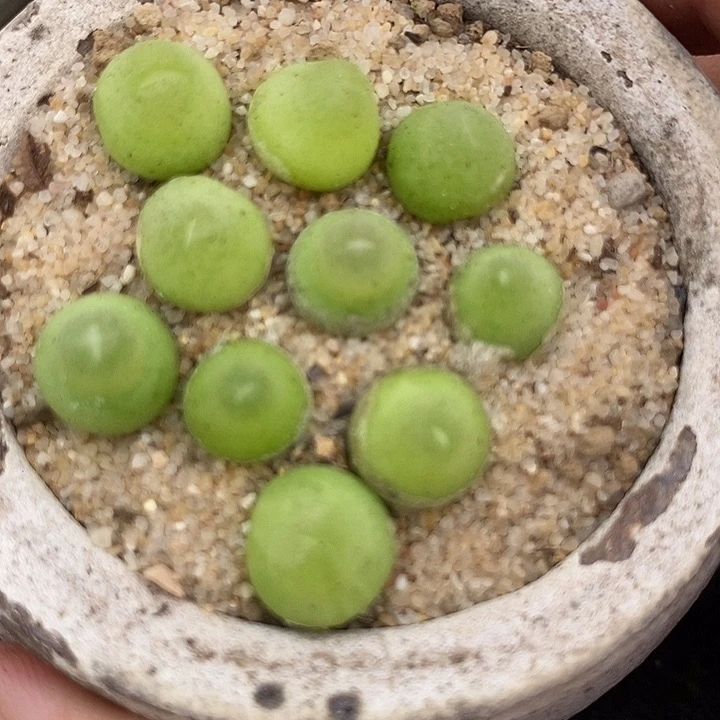 25527大葫芦一颗