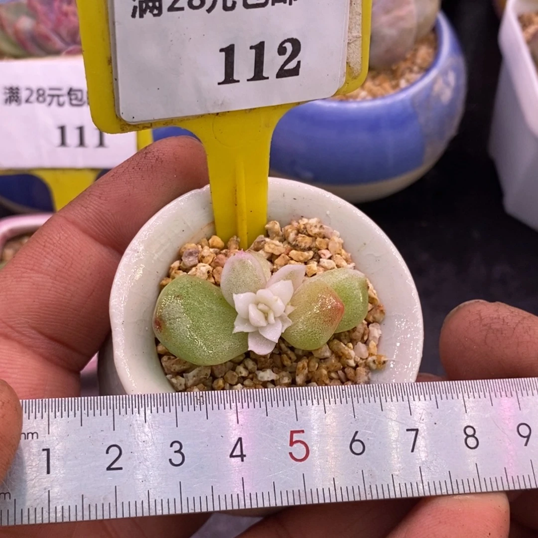 7112冰玉白锦虾饺叶
